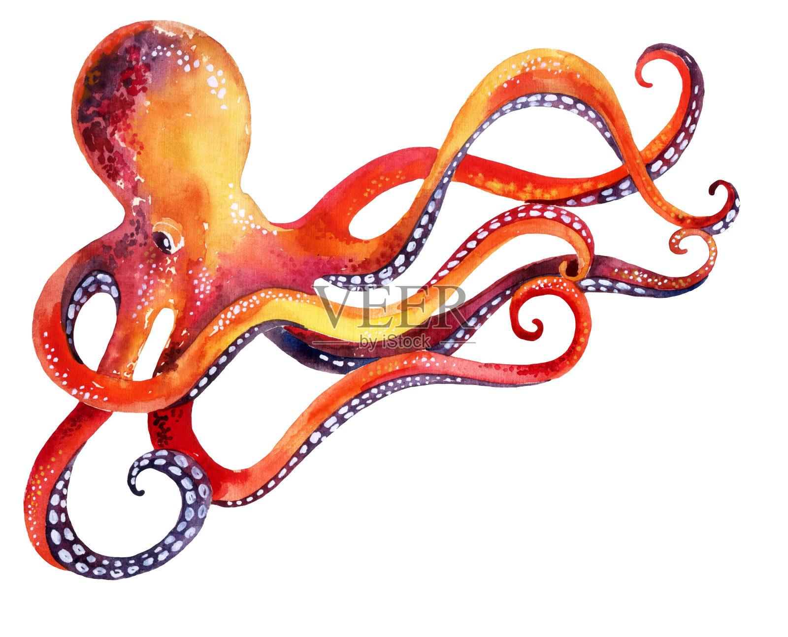章鱼孤立在白色背景上插画图片素材