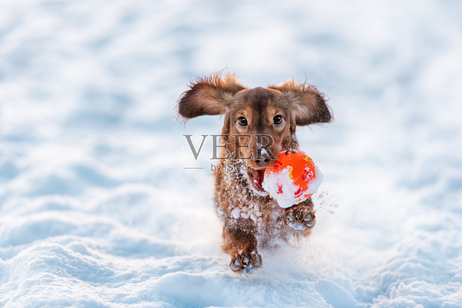 有趣的腊肠犬在冬天的公园里跳起来照片摄影图片