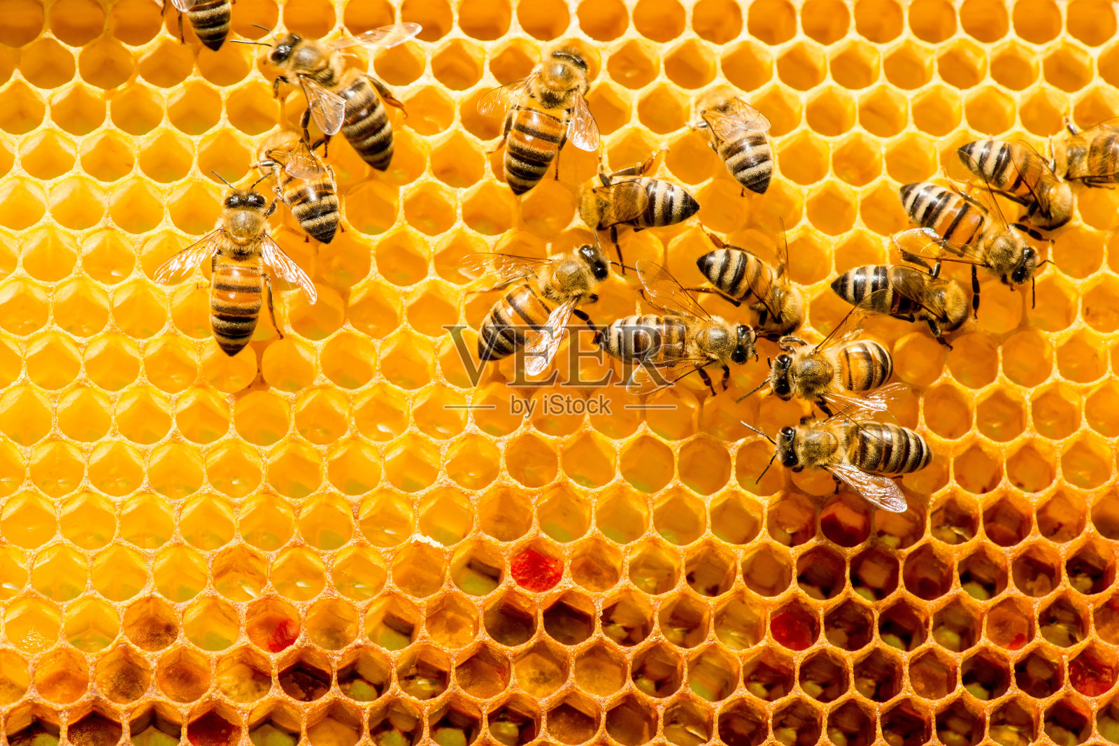 蜜蜂在蜂房蜂巢的特写照片摄影图片