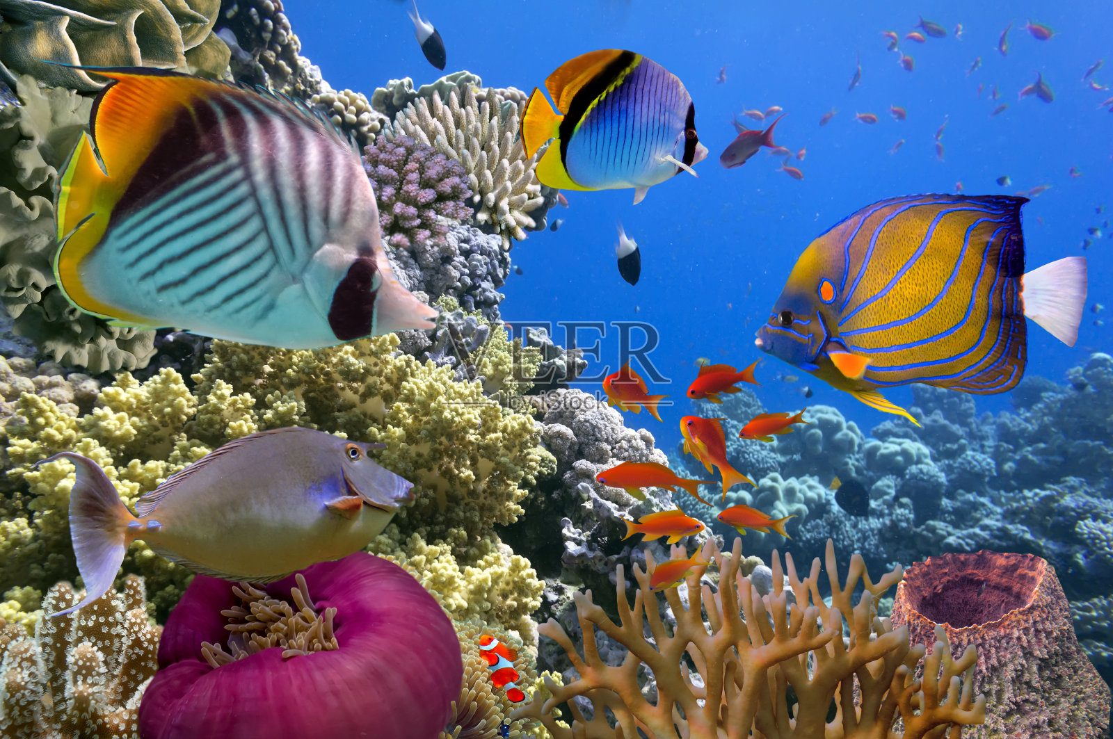 水下场景，显示不同颜色的鱼游泳照片摄影图片