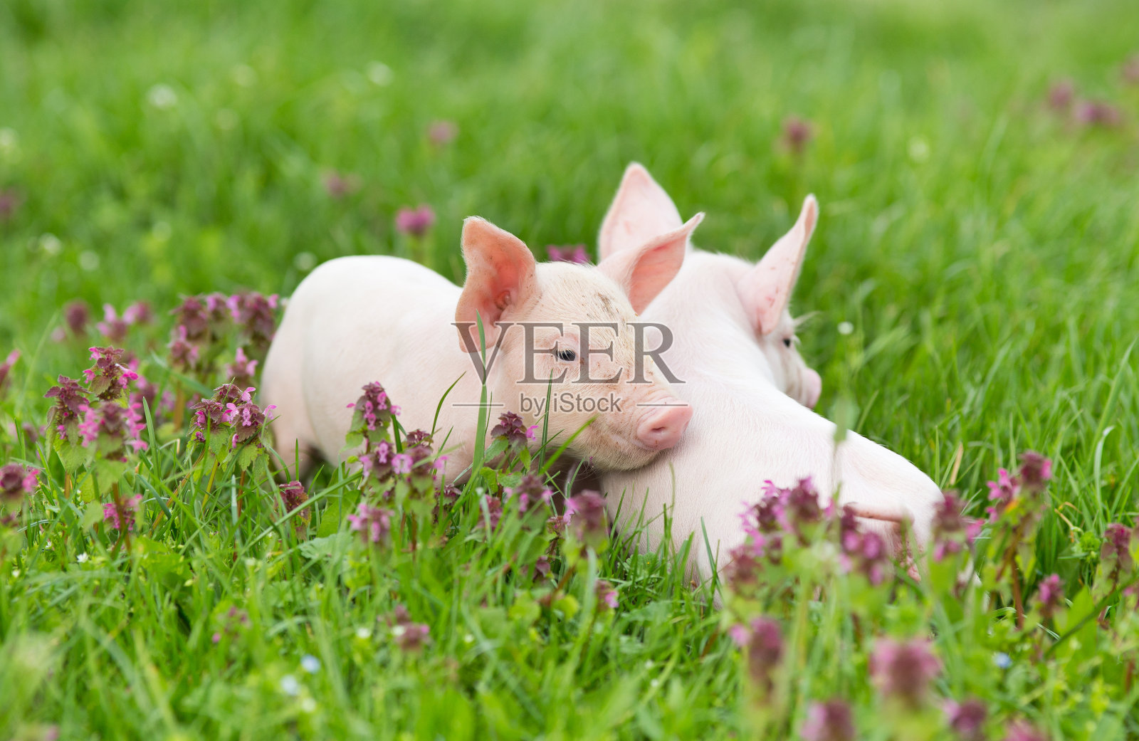 小猪在草地上照片摄影图片