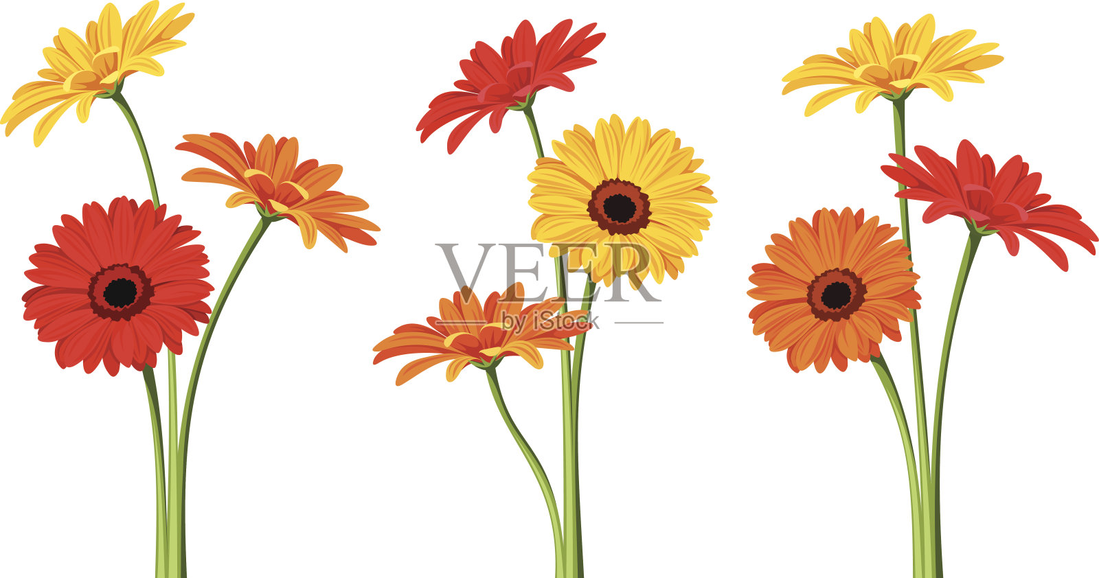 非洲菊的花。矢量插图。设计元素图片