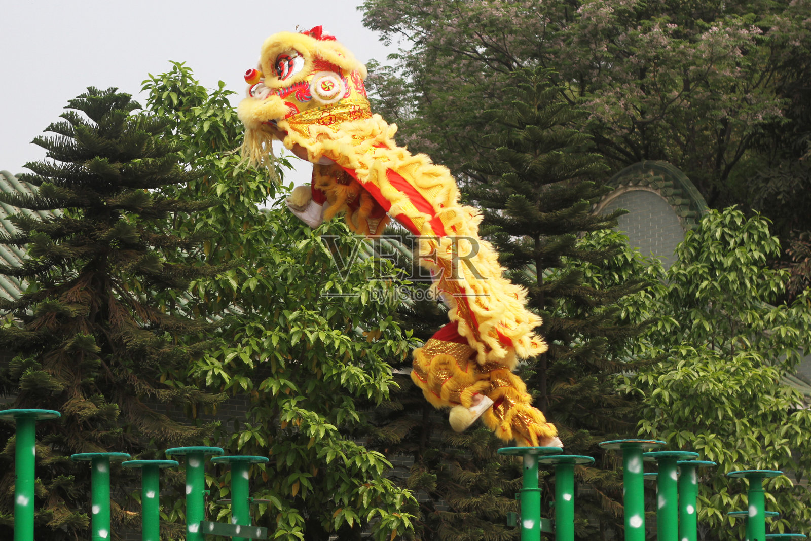 跳黄中国传统的舞狮表演庆祝节日唐人街照片摄影图片