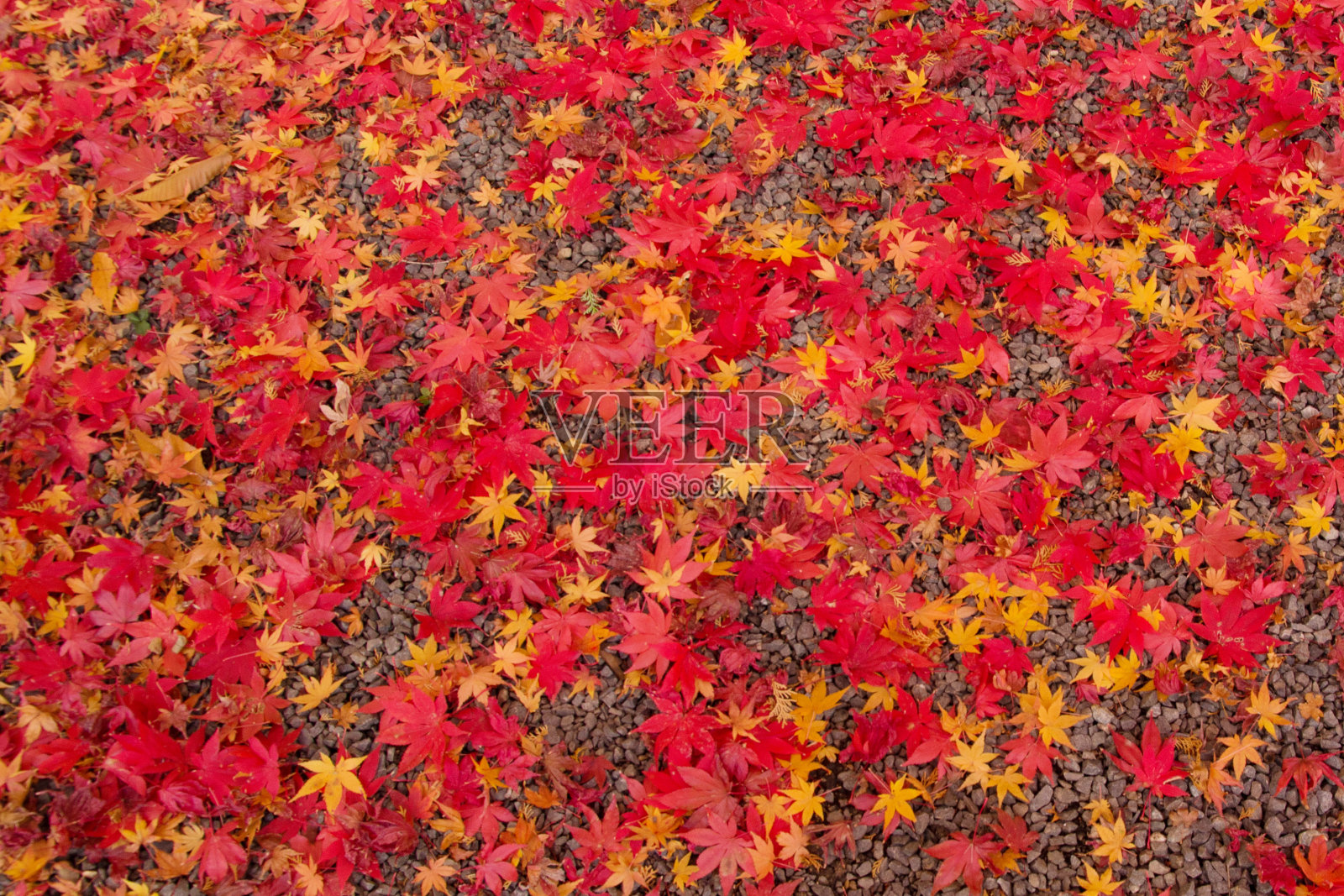 日本京都五颜六色的秋叶照片摄影图片