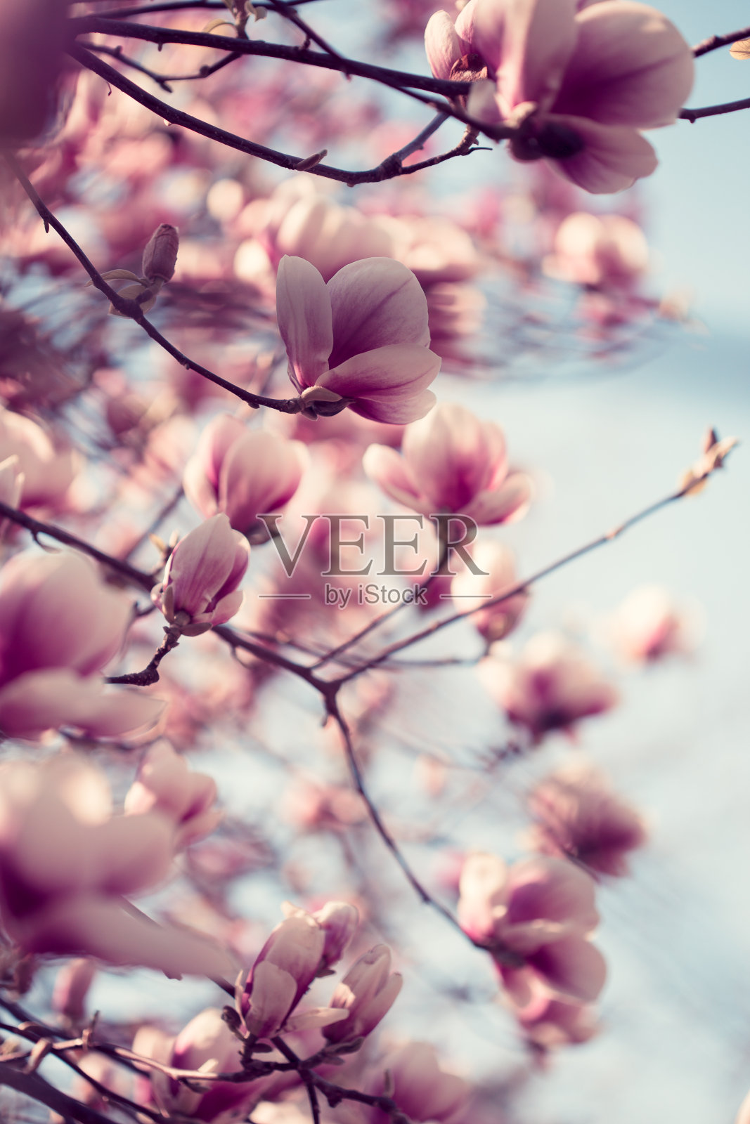 美丽的粉红色木兰花照片摄影图片