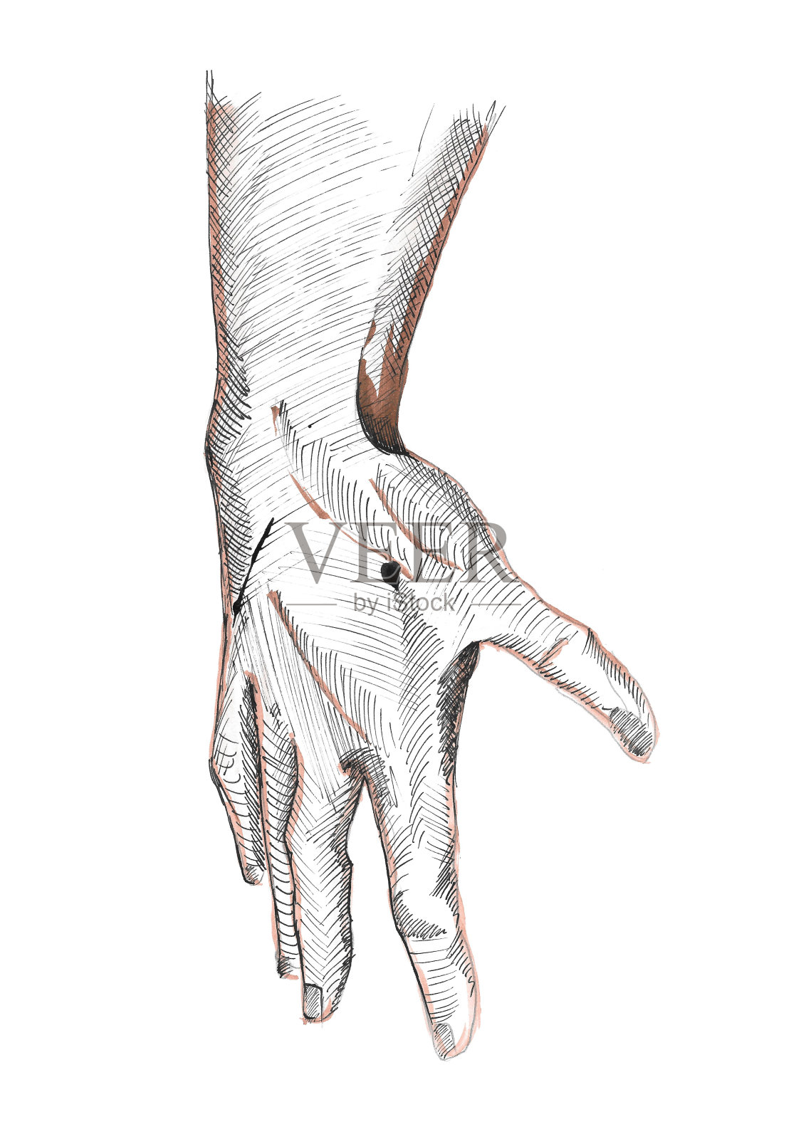 右手草图(指节，手指，肌肉，手腕，肌腱)设计元素图片