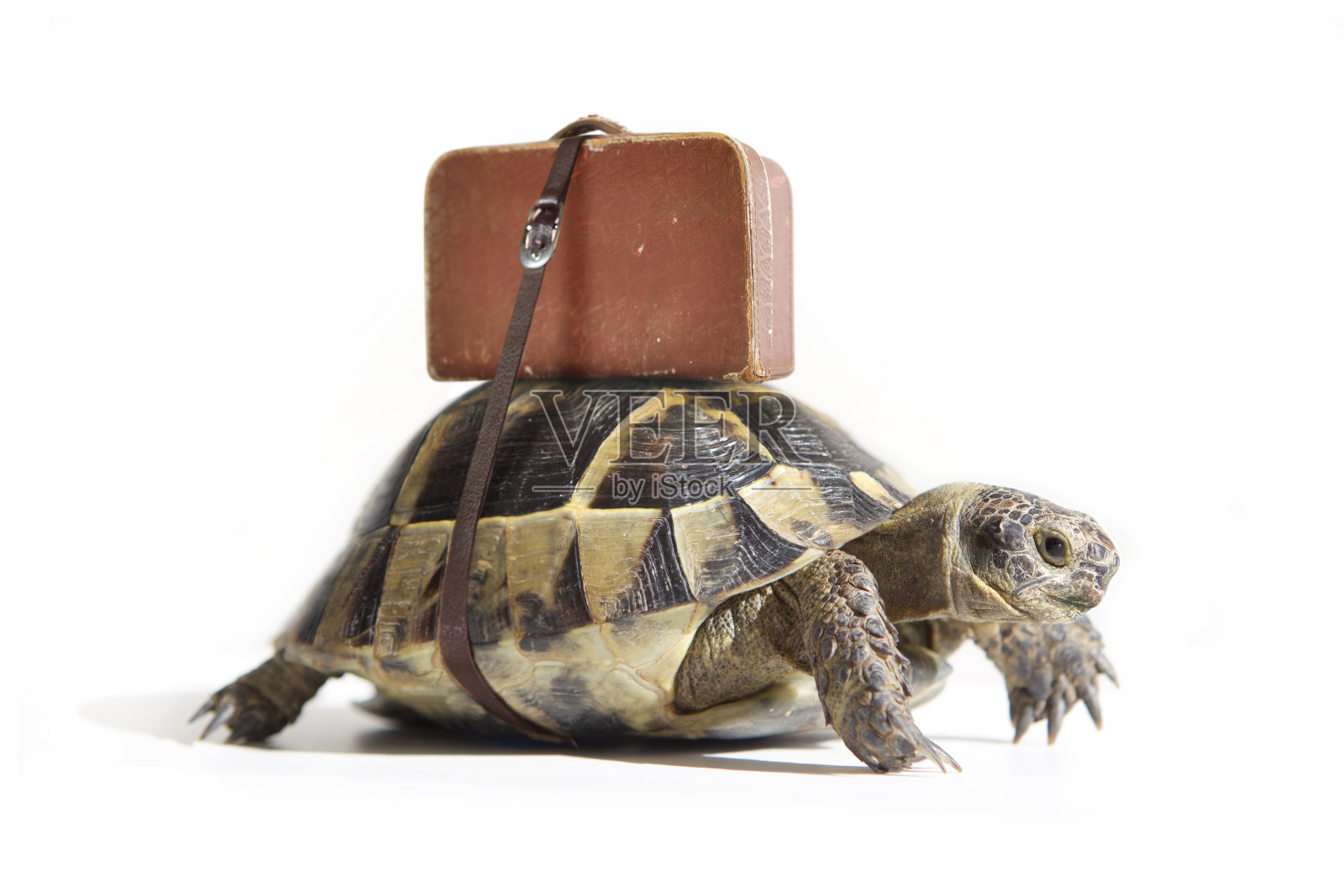 乌龟的手提箱。照片摄影图片