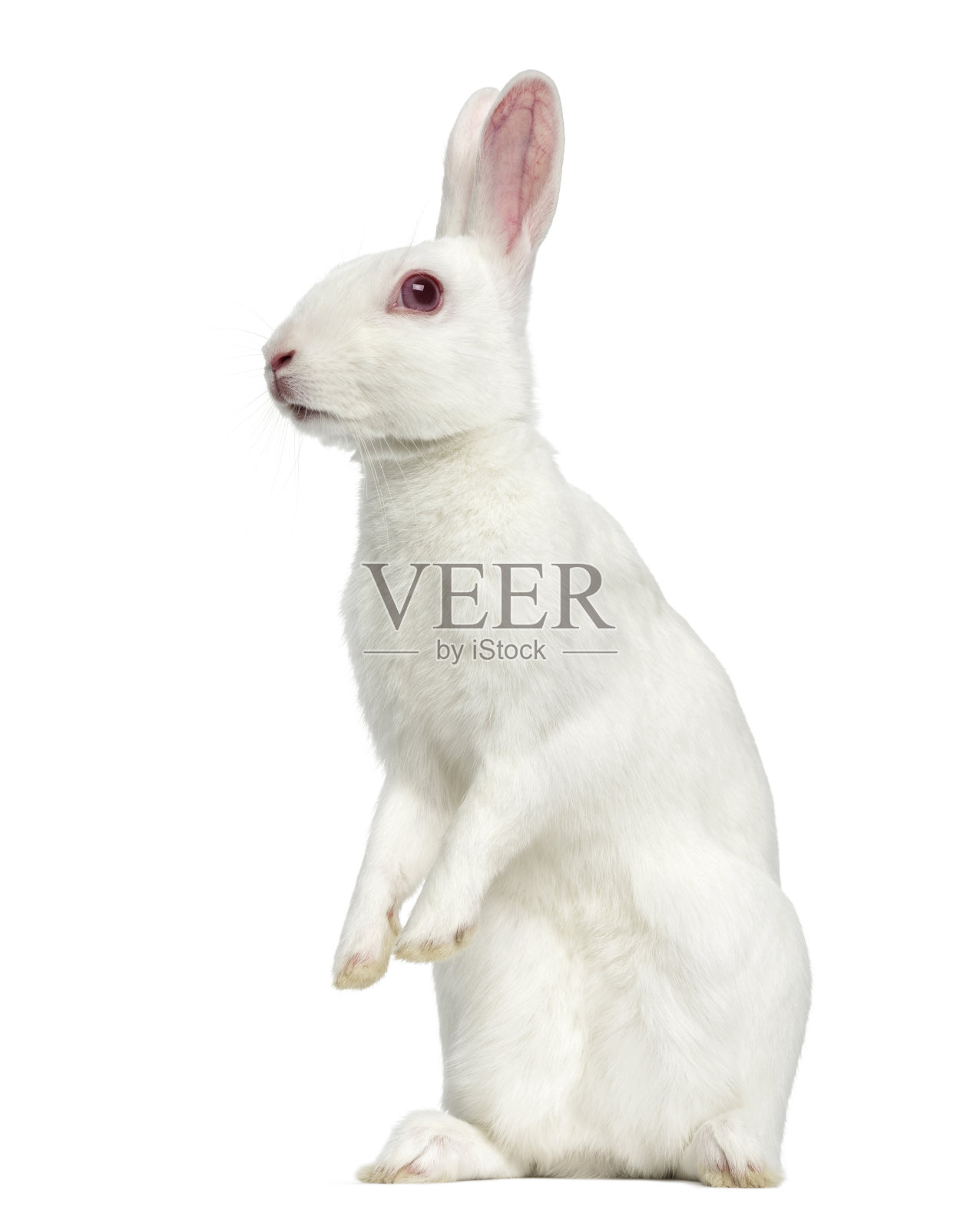 白化野兔孤立的白色照片摄影图片