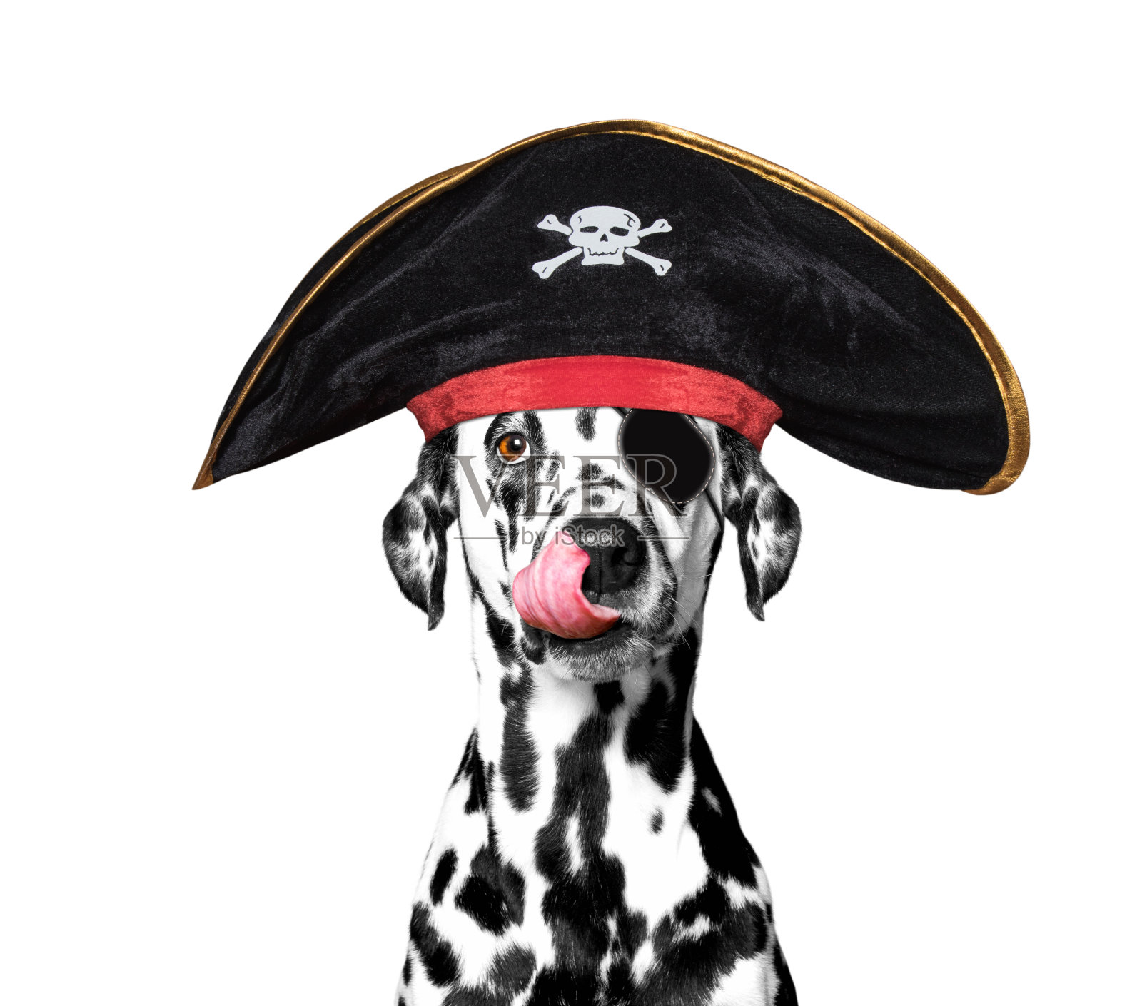 穿着海盗服装的达尔马提亚狗照片摄影图片