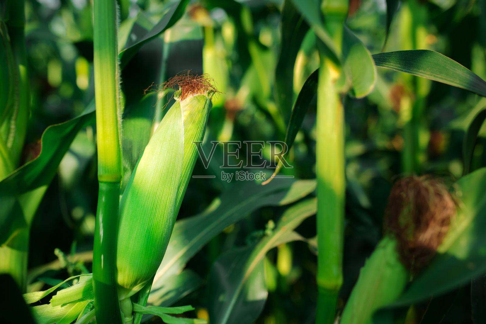 日落时分，绿色田野上新鲜成熟的玉米棒子照片摄影图片