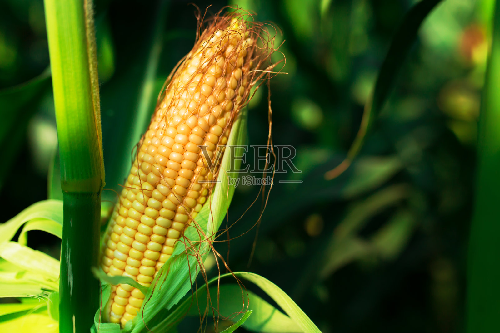 日落时分，绿色田野上新鲜成熟的玉米棒子照片摄影图片