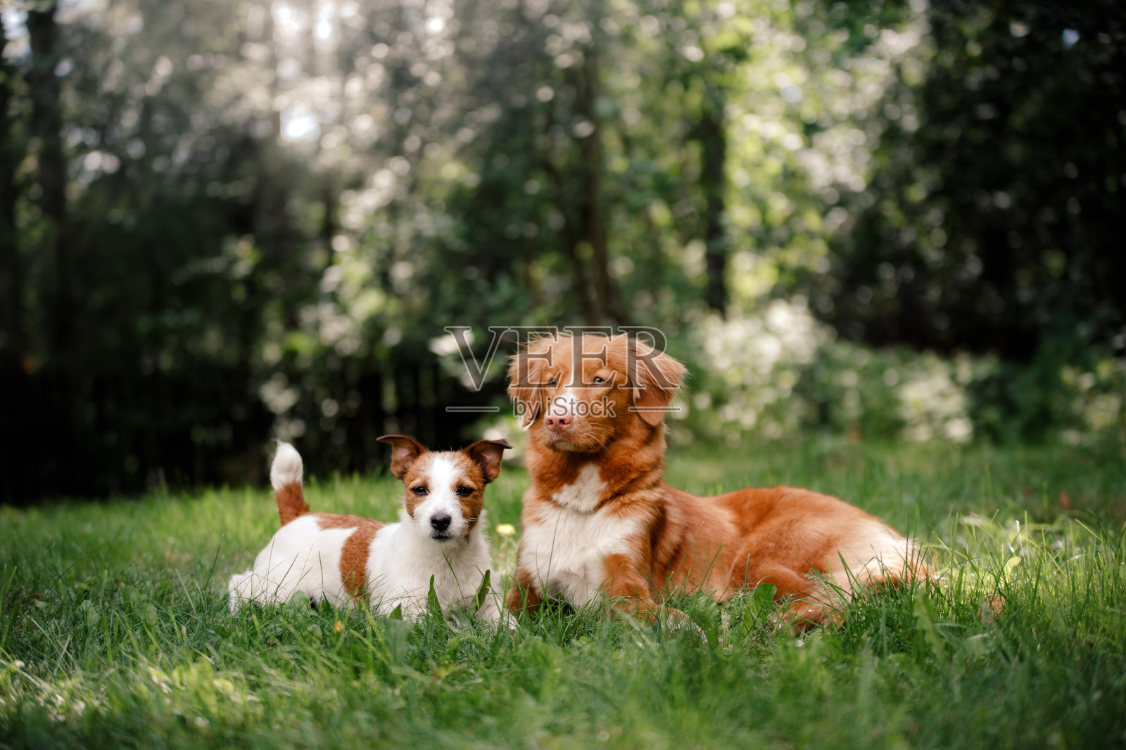 草丛中的两只狗照片摄影图片