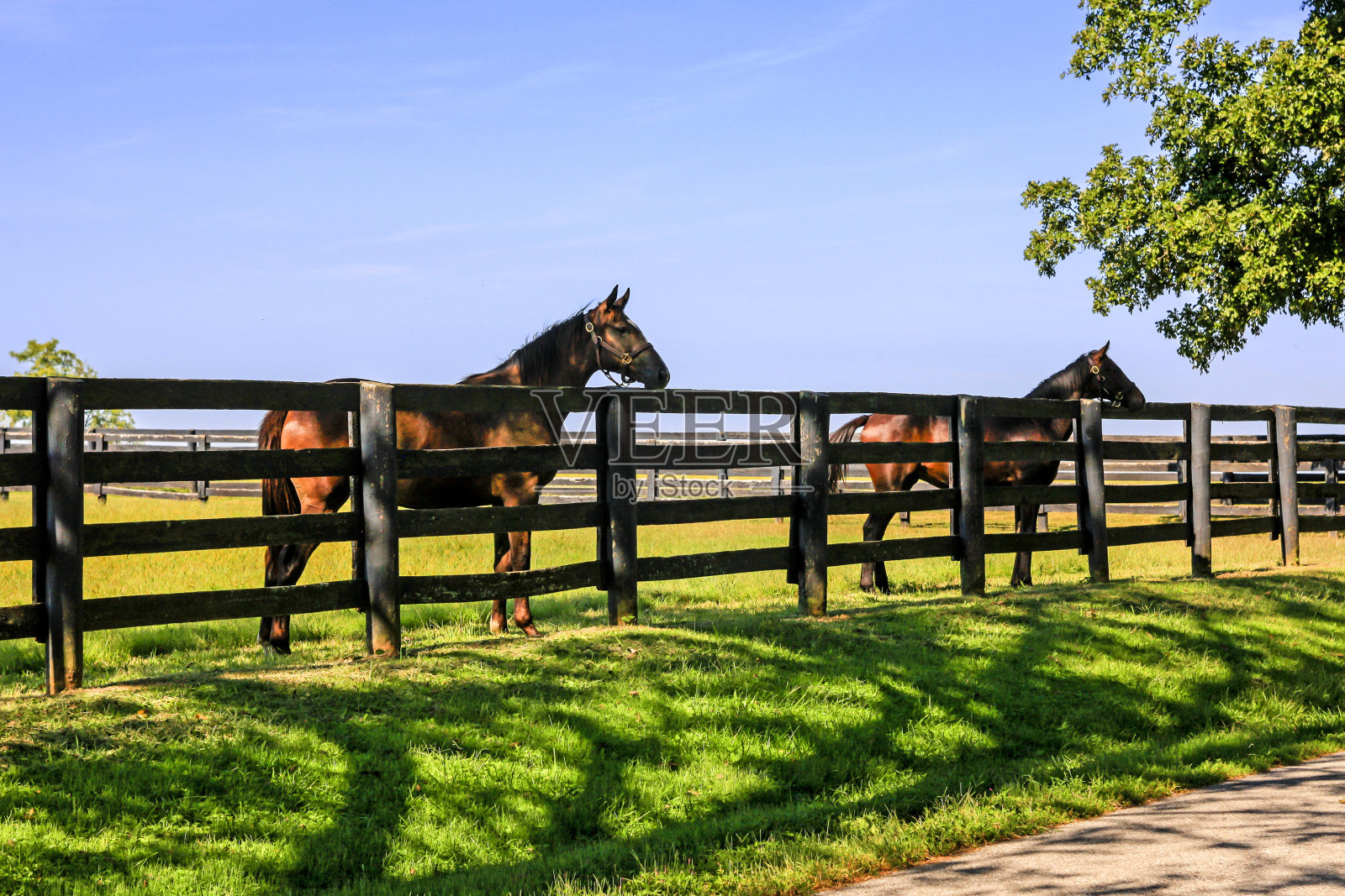 两匹马在肯塔基州列克星敦附近的四栏篱笆后面照片摄影图片