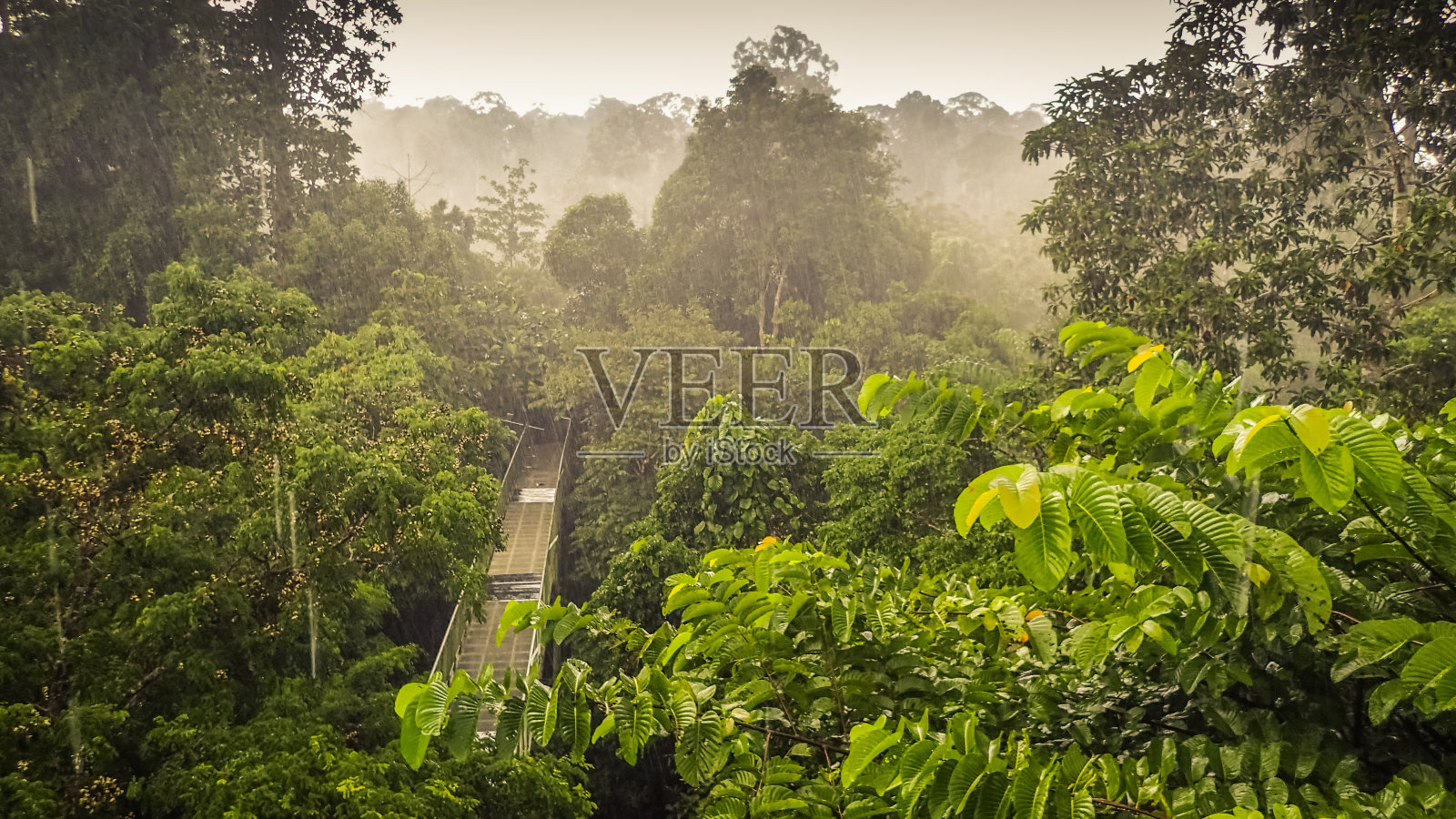 从婆罗洲塞皮洛克的树冠步道塔眺望雨林照片摄影图片