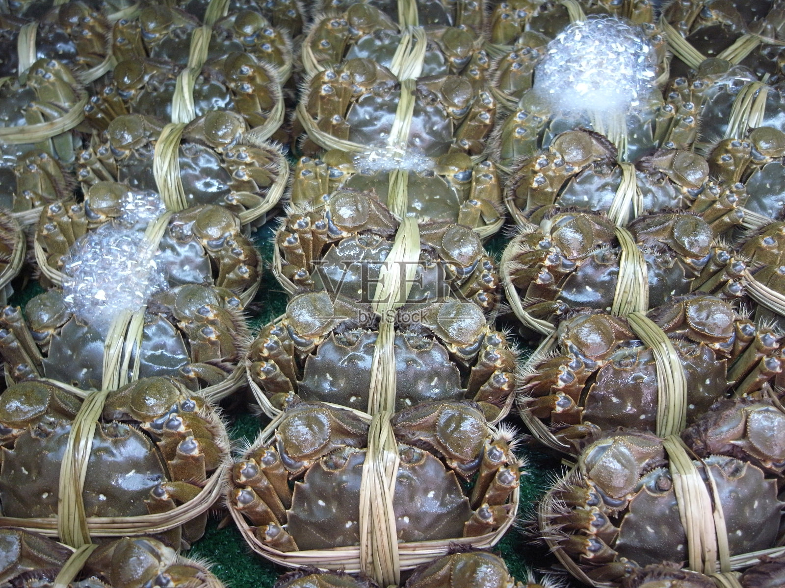 中国绒螯蟹，又称上海大闸蟹照片摄影图片