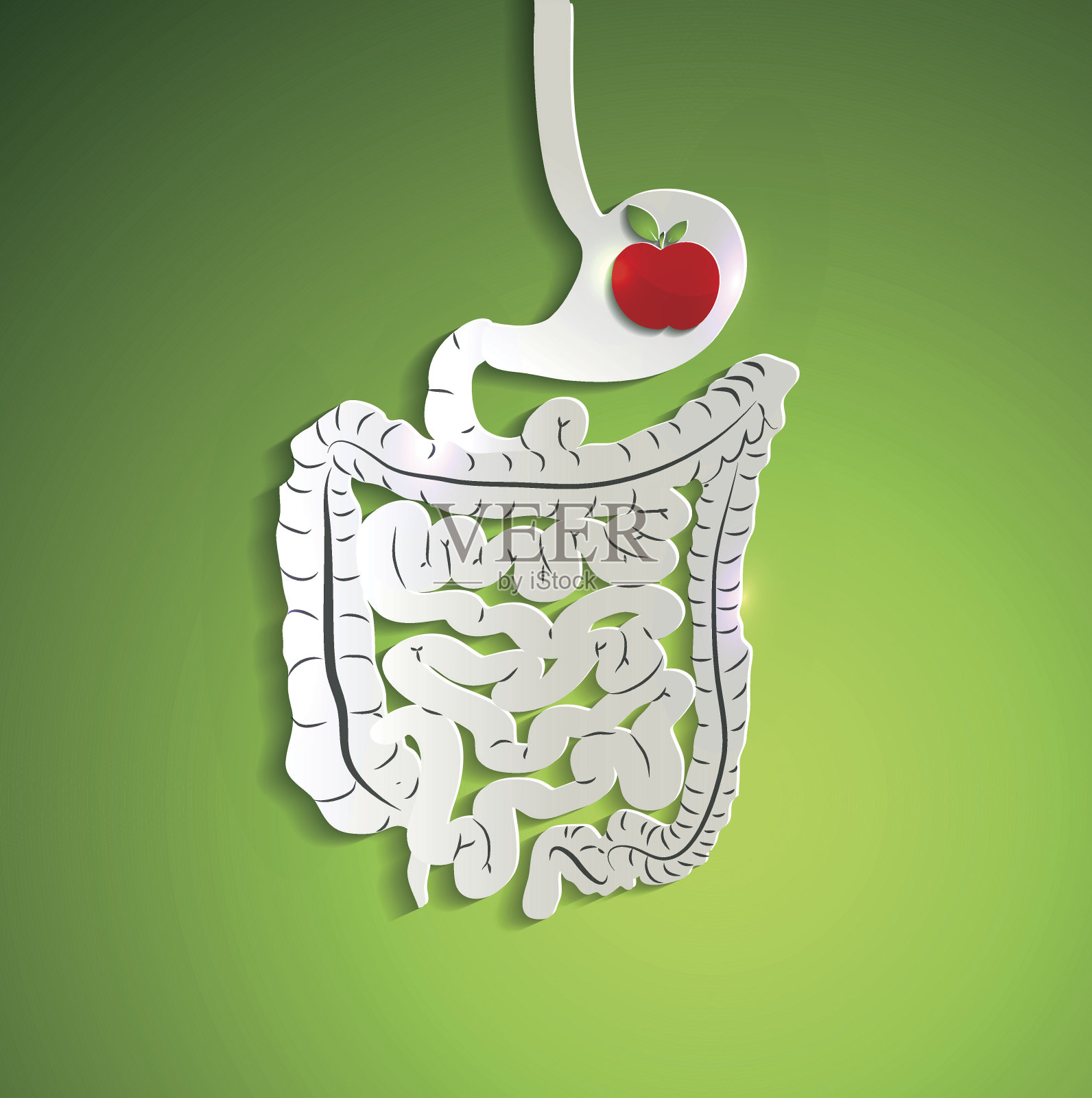 纸消化系统和胃里的苹果插画图片素材