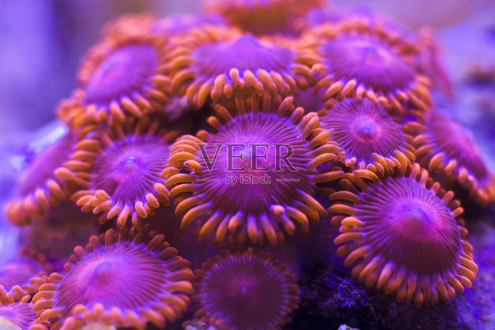 特写彩色珊瑚在水族馆珊瑚礁缸照片摄影图片
