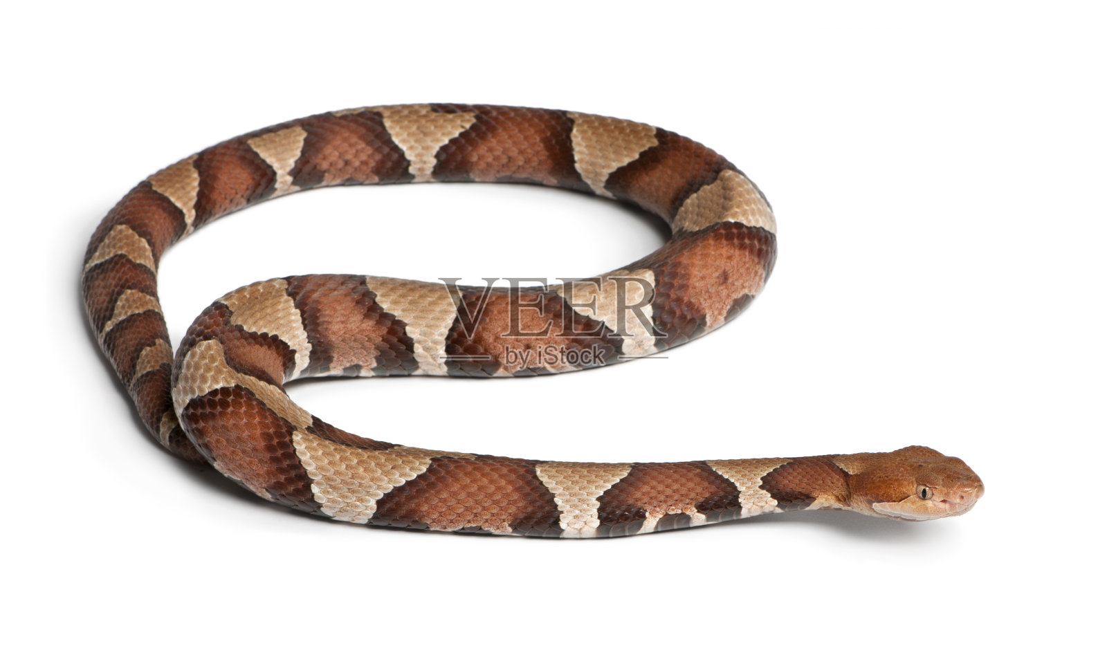 铜头蛇或高地鹿皮鞋有毒，白色背景照片摄影图片