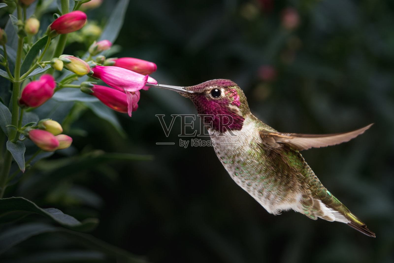 雄性安娜的蜂鸟拜访鲜花照片摄影图片
