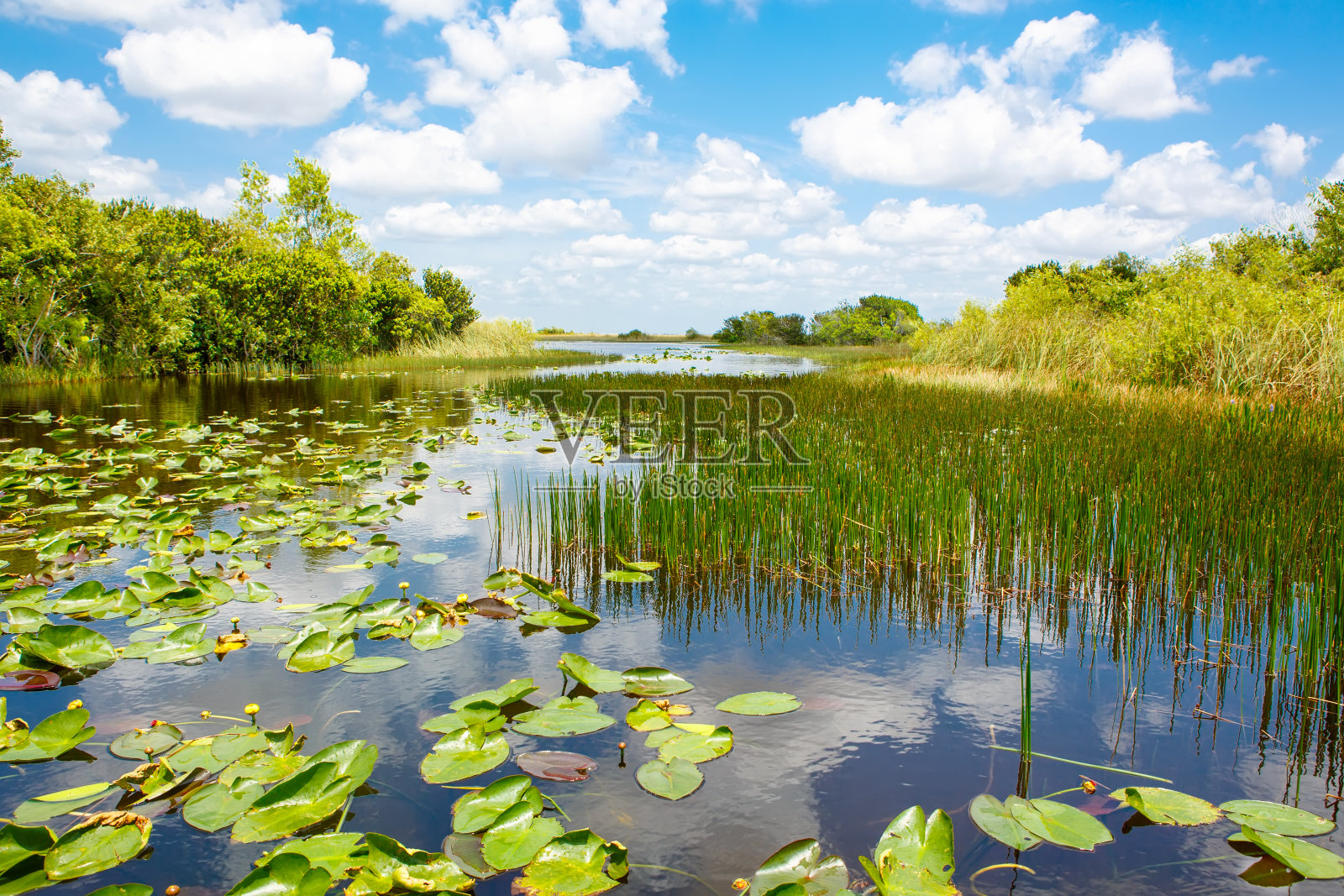 佛罗里达湿地，在美国的大沼泽地国家公园乘坐汽艇照片摄影图片