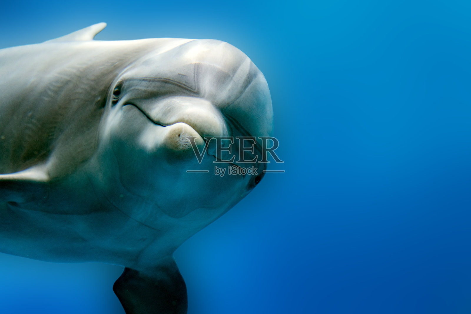海豚水下珊瑚礁近距离观察照片摄影图片