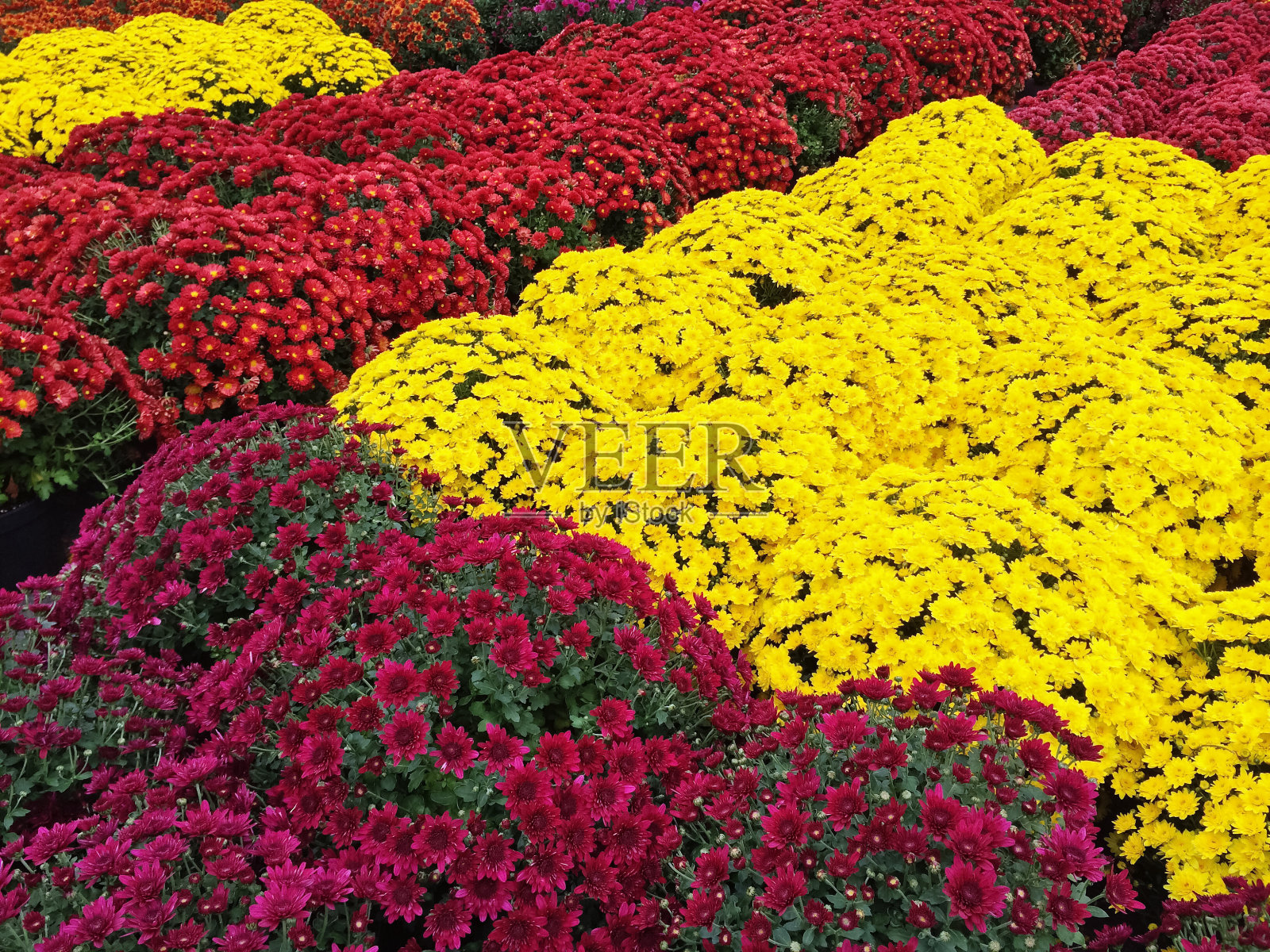 黄色、红色和紫色的菊花照片摄影图片