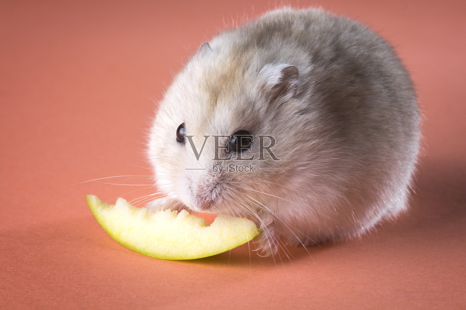仓鼠啃苹果片的照片照片摄影图片