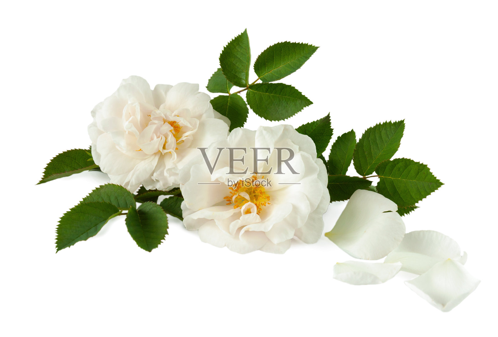 白色的玫瑰和花瓣在白色的表面上照片摄影图片