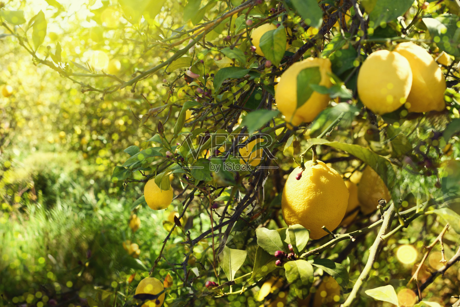 柠檬树。照片摄影图片
