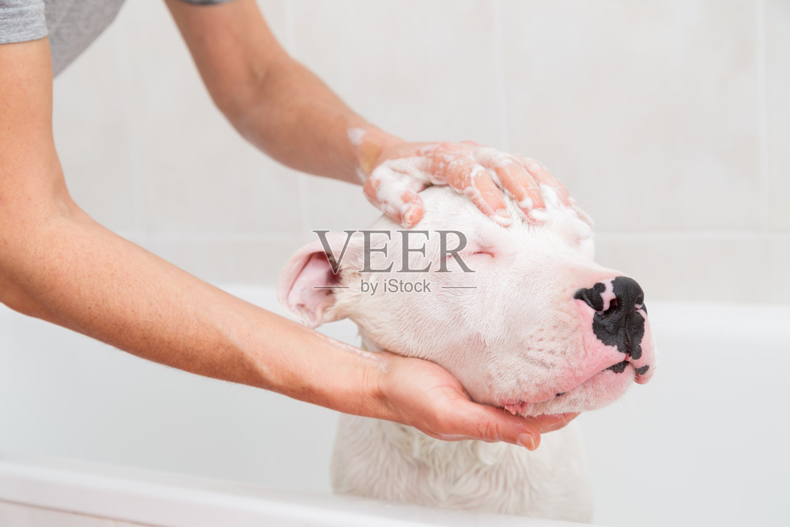 阿根廷杜高犬洗澡照片摄影图片