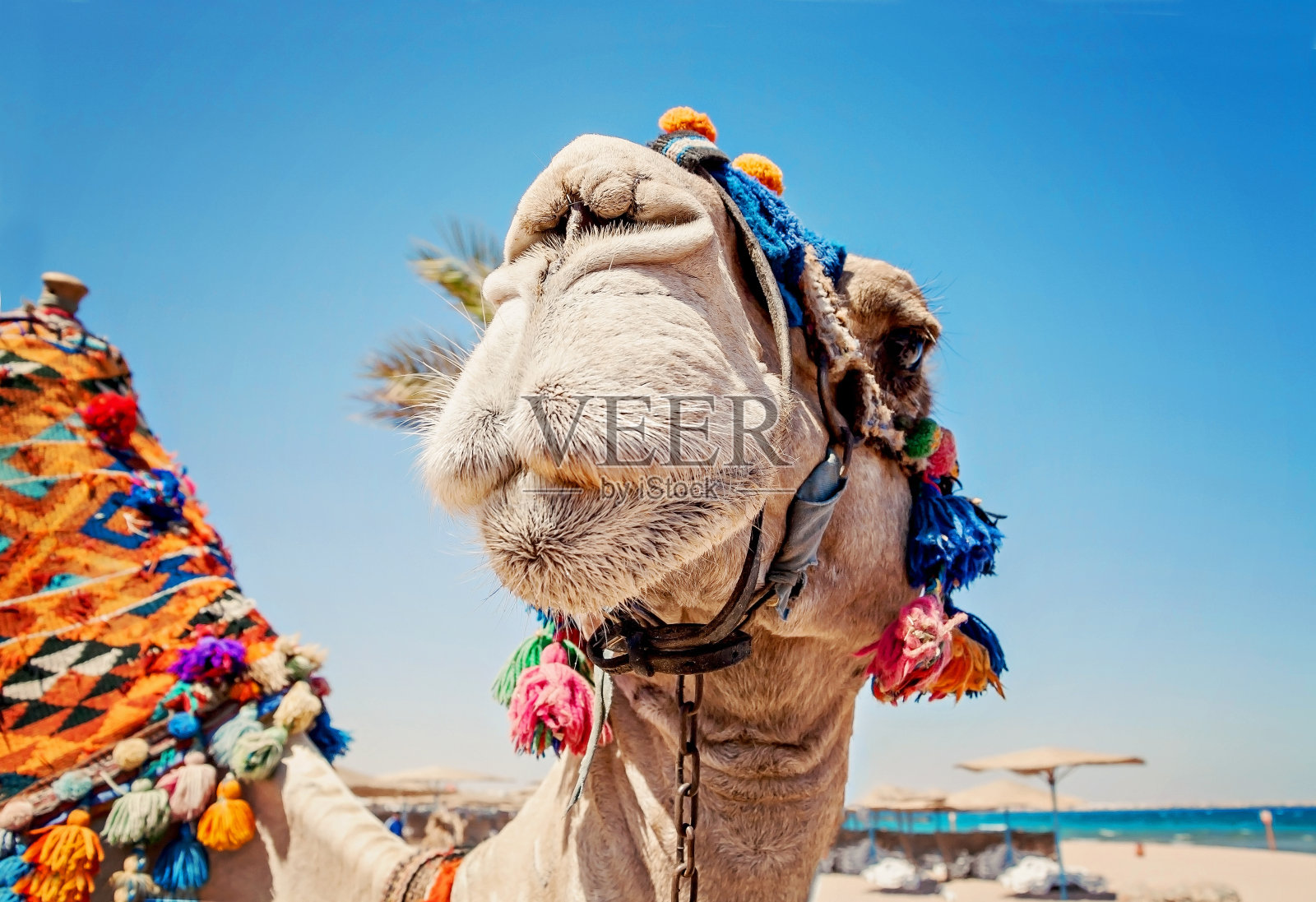 睁开眼睛的骆驼头，特写，肖像，埃及照片摄影图片
