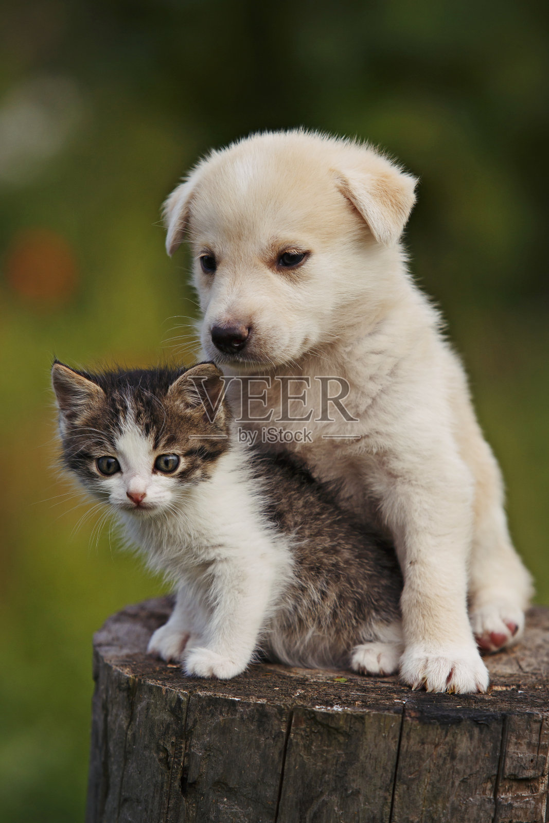 可爱的小狗和小猫在户外的草地上;照片摄影图片