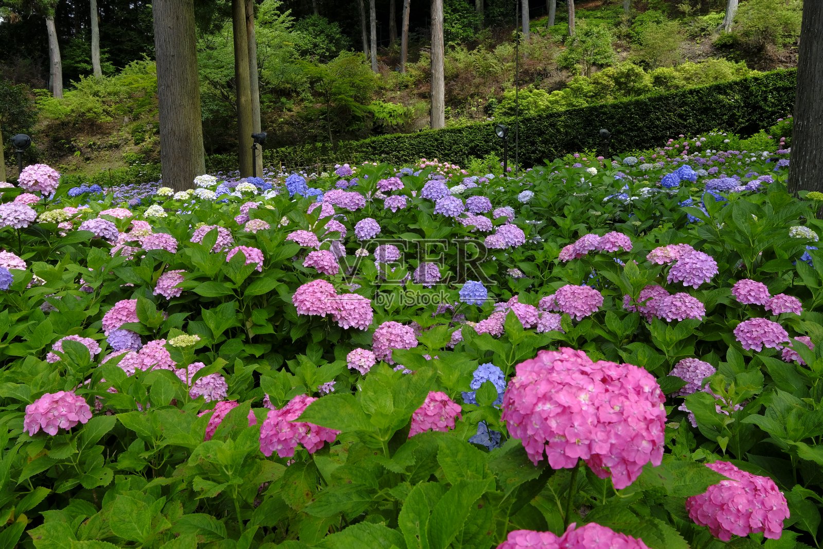 绣球花，宇次，日本京都照片摄影图片