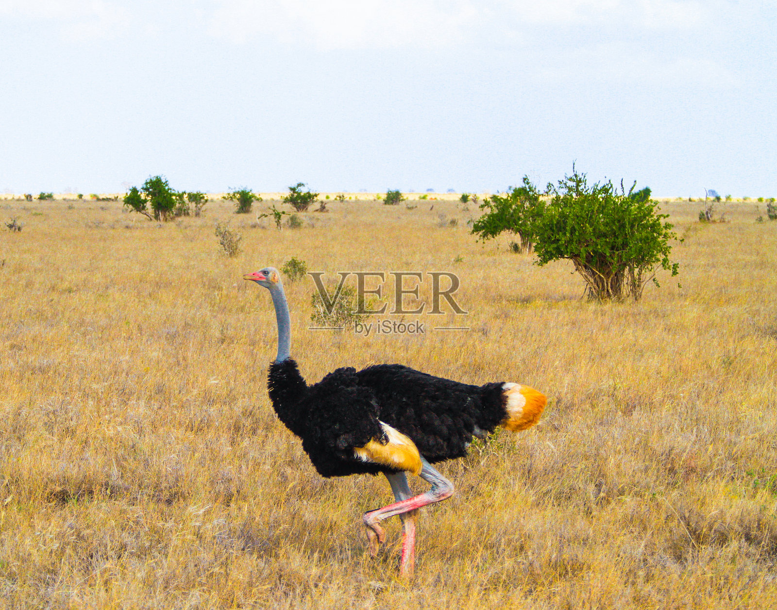 驼鸵鸟(鸵鸟)，雄性-察沃东部，肯尼亚照片摄影图片