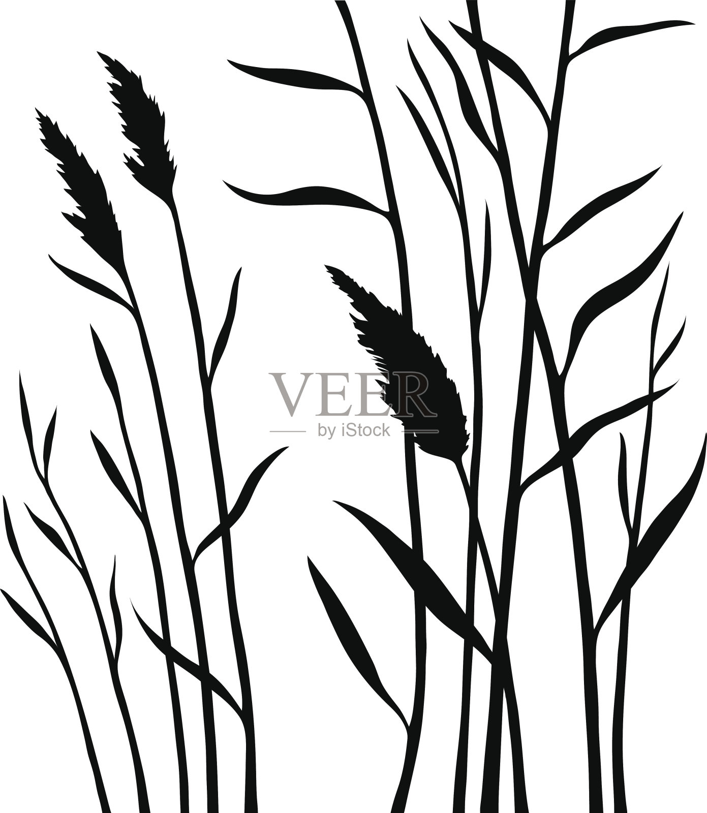 芦苇的轮廓孤立在白色的背景上插画图片素材