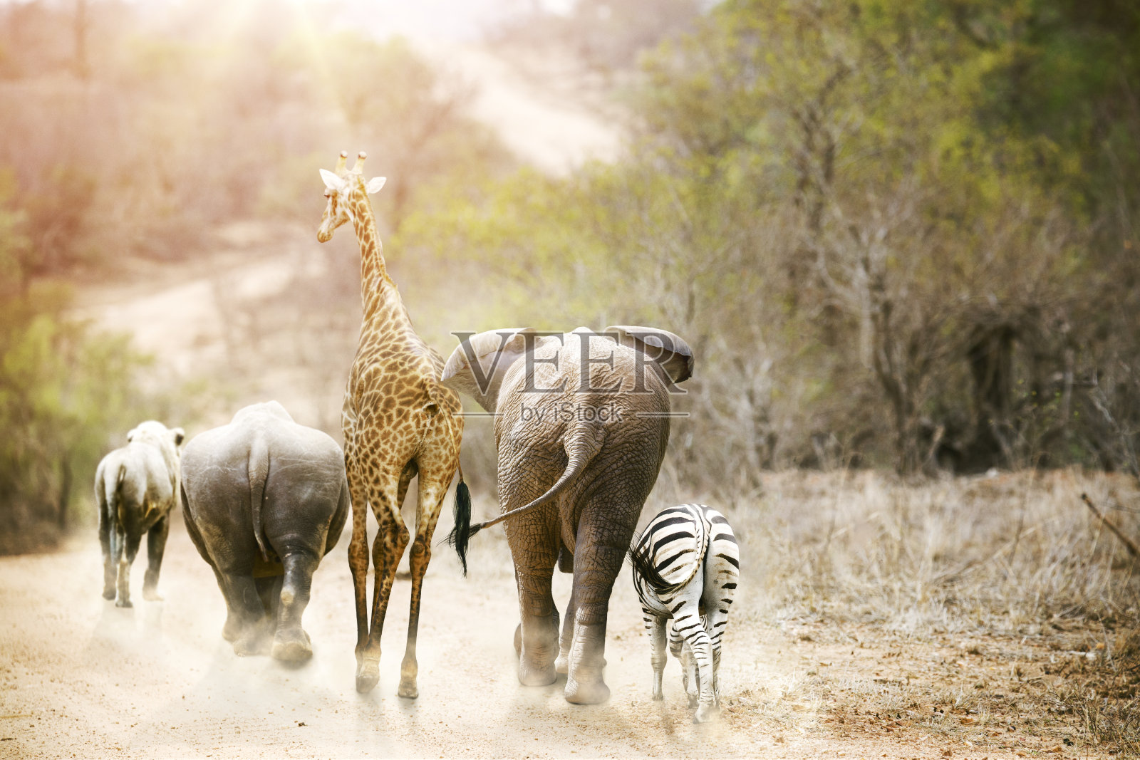 非洲野生动物漫步小路照片摄影图片