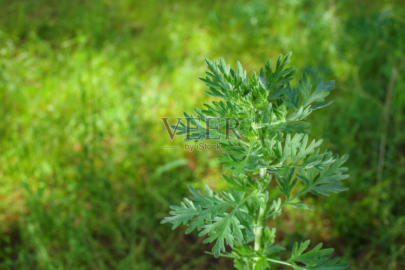 擦洗年轻的银绿色草本植物——艾叶苦艾。照片摄影图片