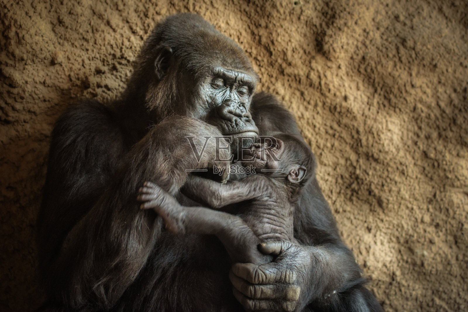 大猩猩和它的宝宝照片摄影图片