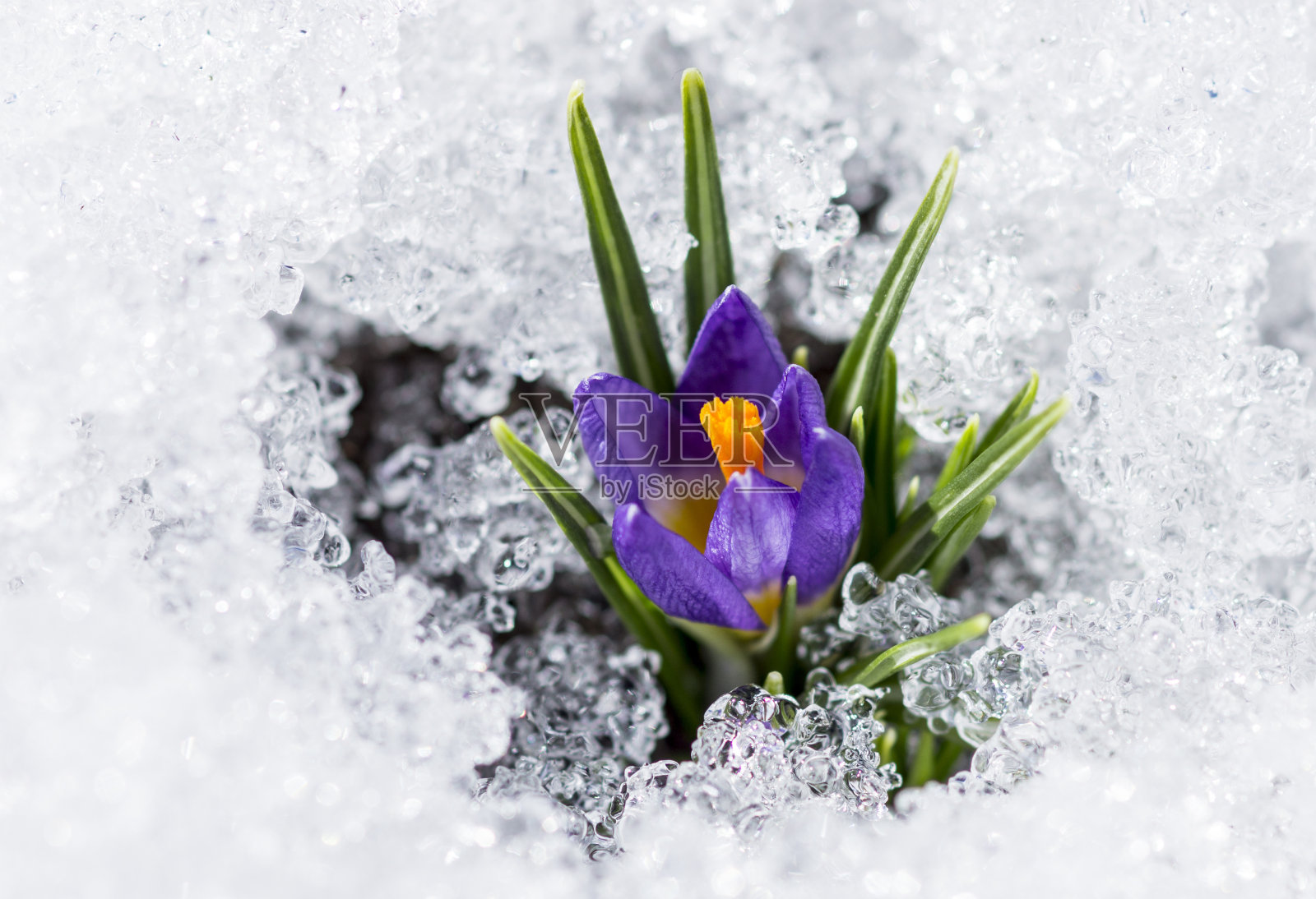 紫色的番红花和雪照片摄影图片