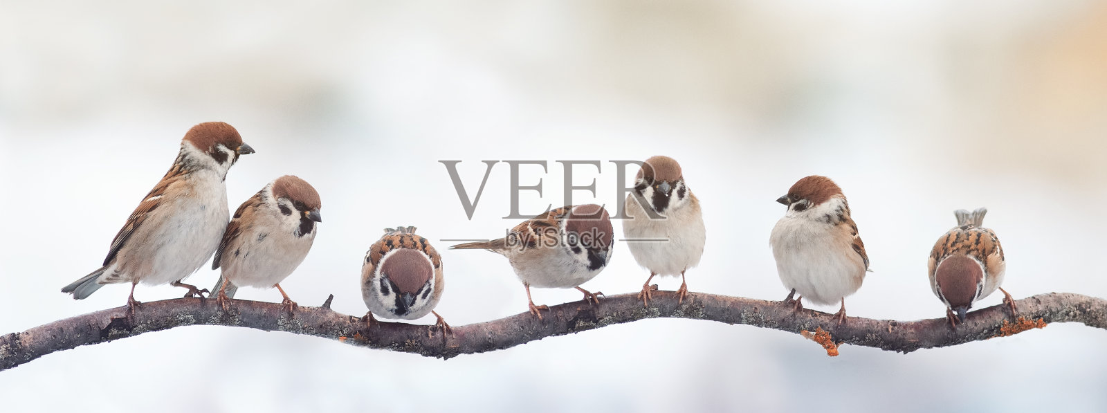 有趣的小鸟，麻雀坐在树枝上的全景照片摄影图片