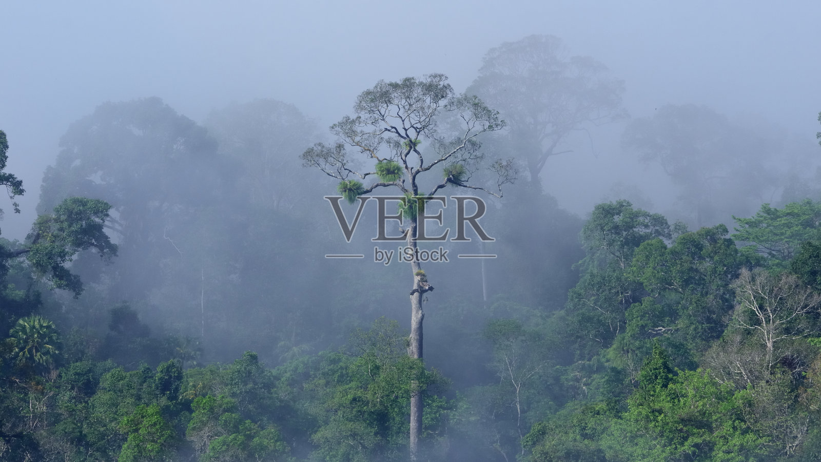 在马来西亚婆罗洲的热带常绿森林的优势林照片摄影图片