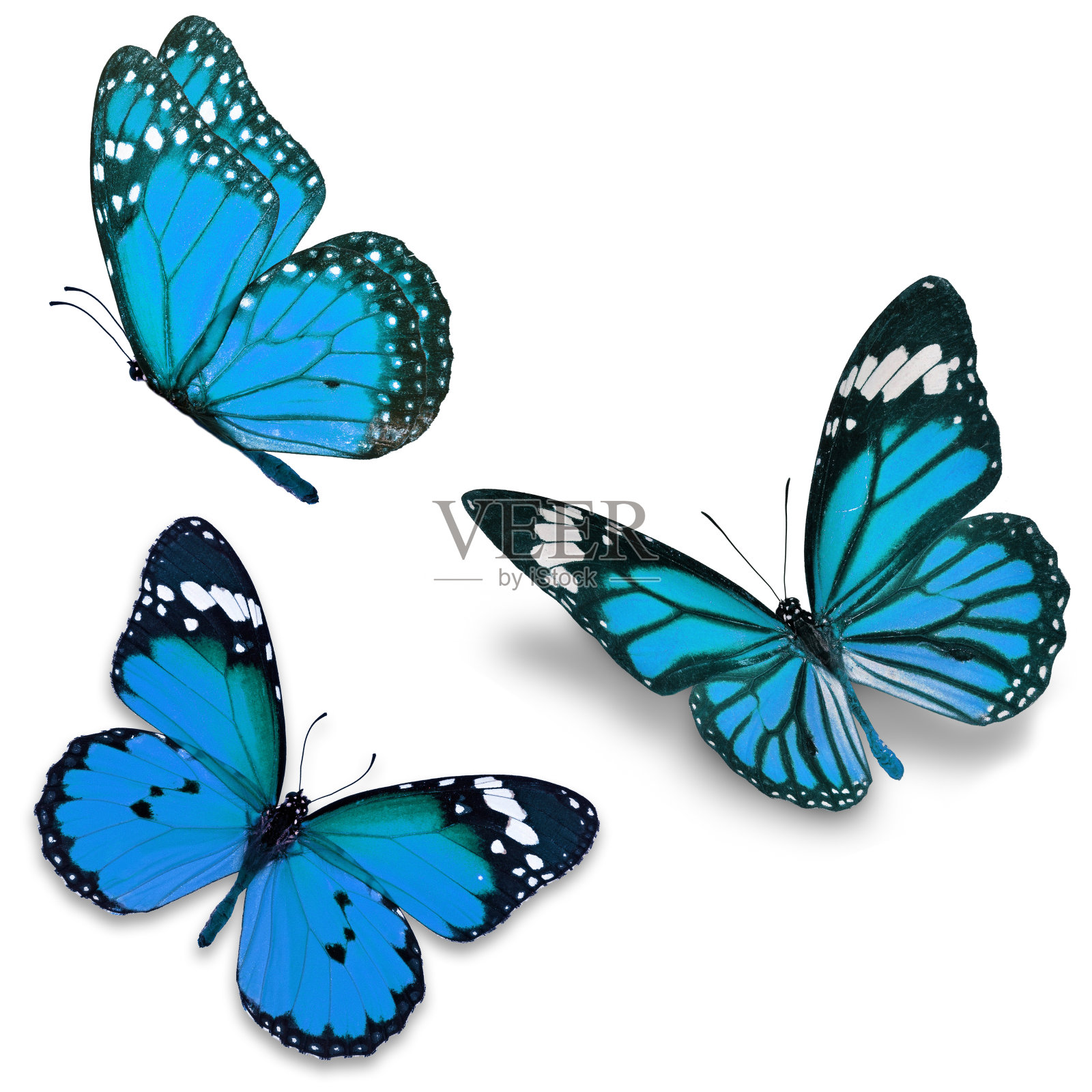 三个蓝色蝴蝶照片摄影图片