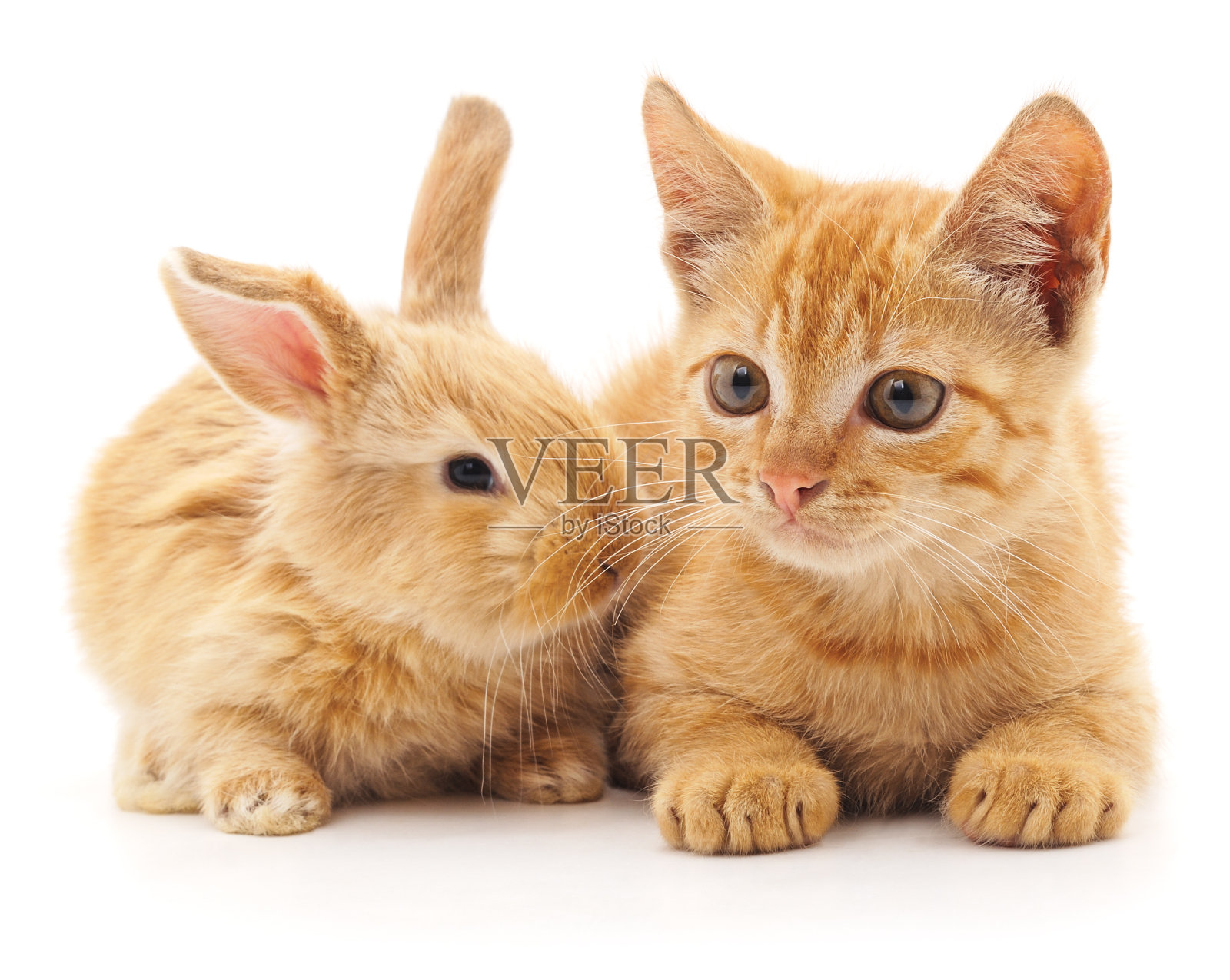红猫和兔子。照片摄影图片