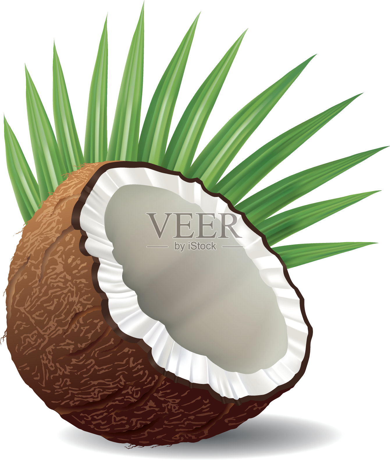 白色背景上有棕榈叶的椰子插画图片素材