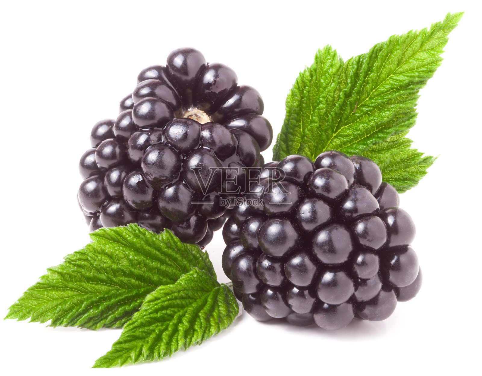 黑莓与叶子孤立的白色背景特写照片摄影图片