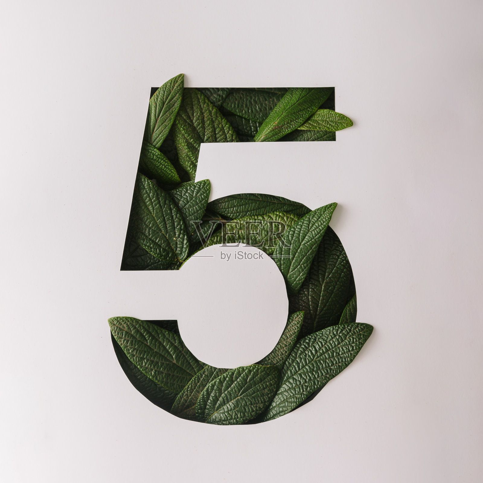 5号是绿色叶子的形状。自然的概念。平照片摄影图片