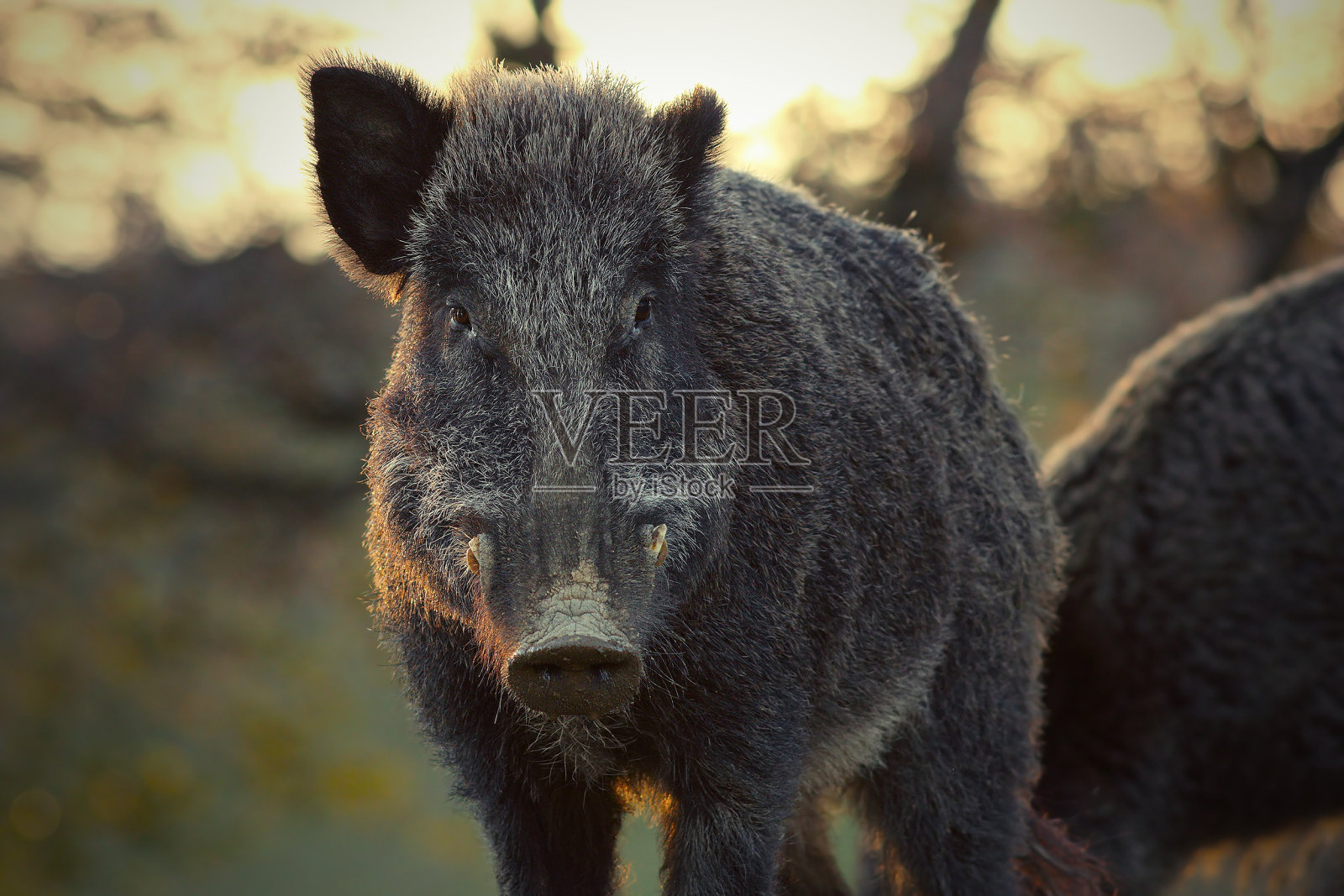 夕阳下野猪的特写镜头照片摄影图片