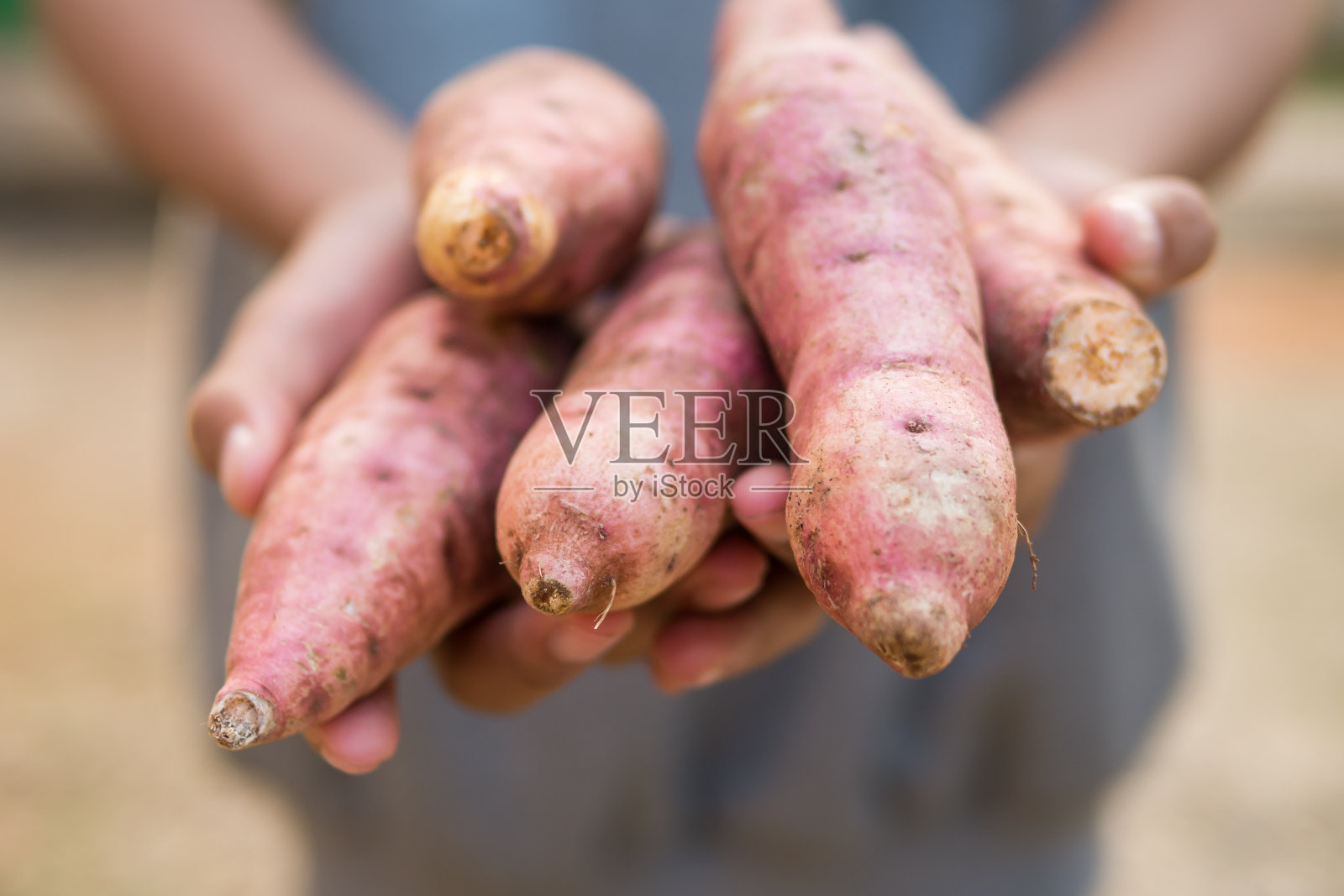 农夫手里拿着红薯。照片摄影图片