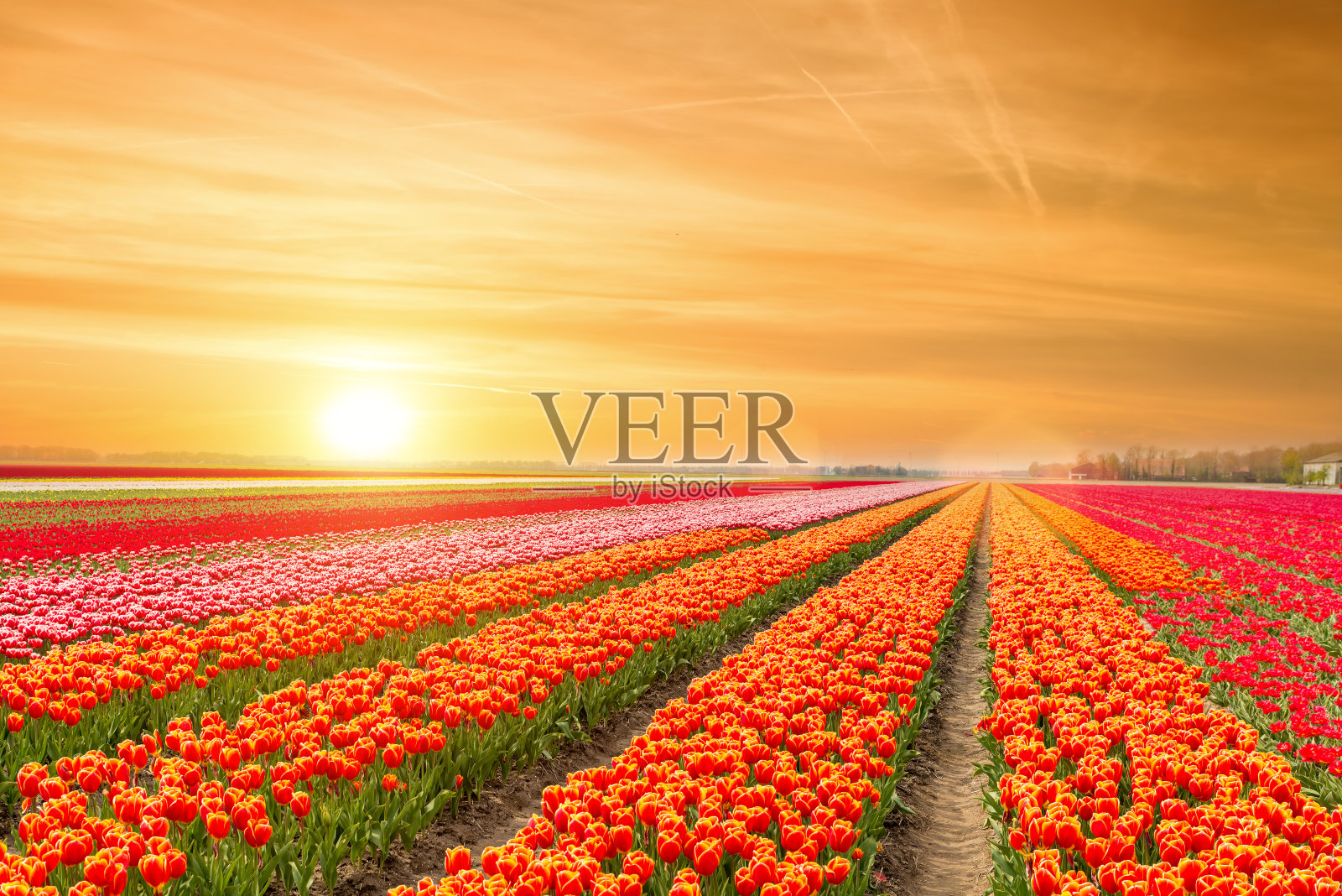 荷兰风景郁金香与阳光在荷兰。背景图片素材