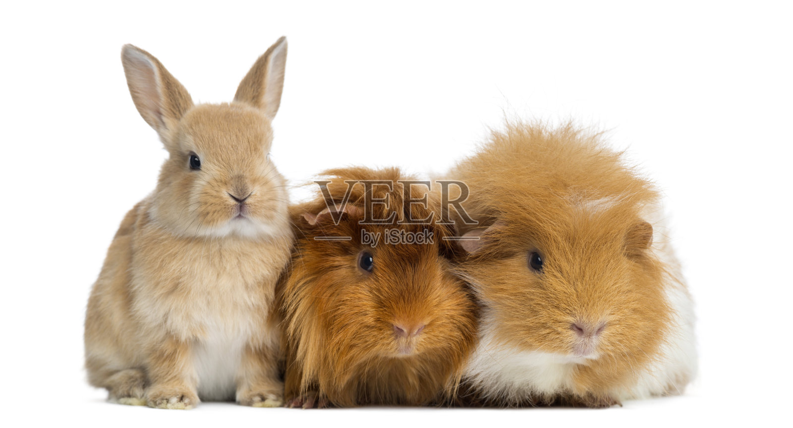 侏儒兔和豚鼠，隔离在白色照片摄影图片